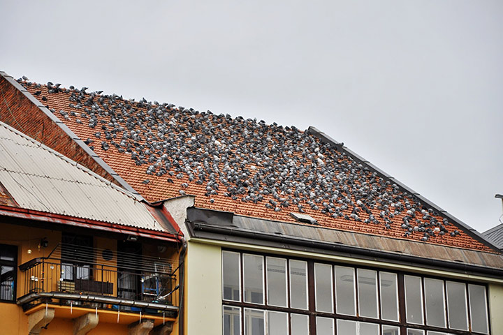 A2B Pest Control are able to install spikes to deter birds from roofs in Bristol. 
