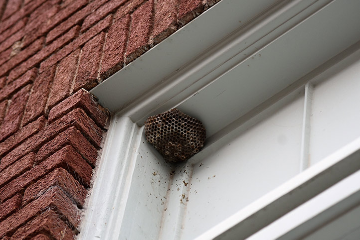 We provide a wasp nest removal service for domestic and commercial properties in Bristol.